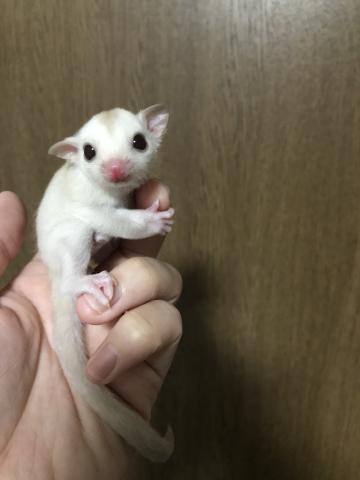 フクロモモンガ　クリミノ