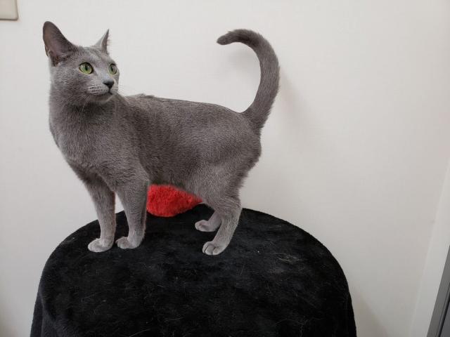 ロシアンブルー