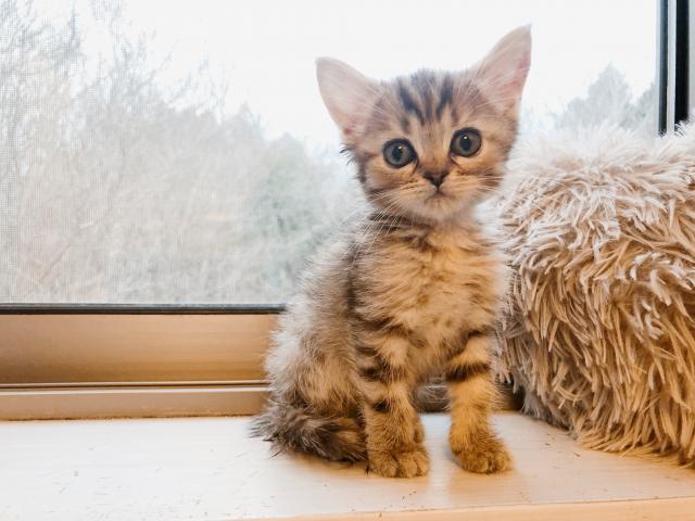 マンチカン♡値下げしました❣️まんまるおめめのおっとりさん