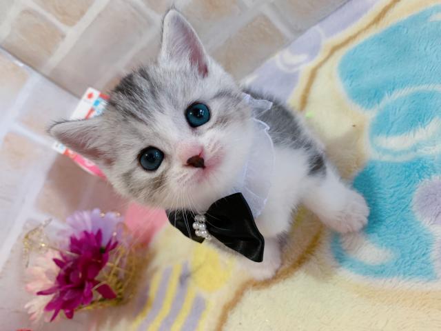 マンチカン短足