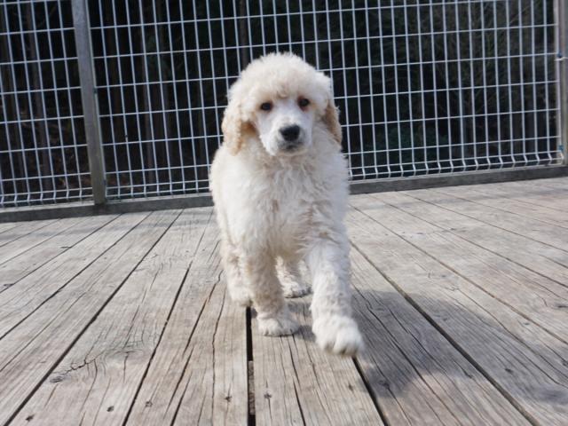 スタンダードプードル