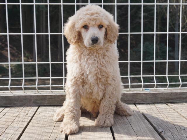 スタンダードプードル