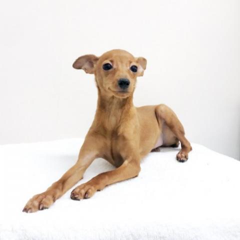 ミニチュアピンシャー