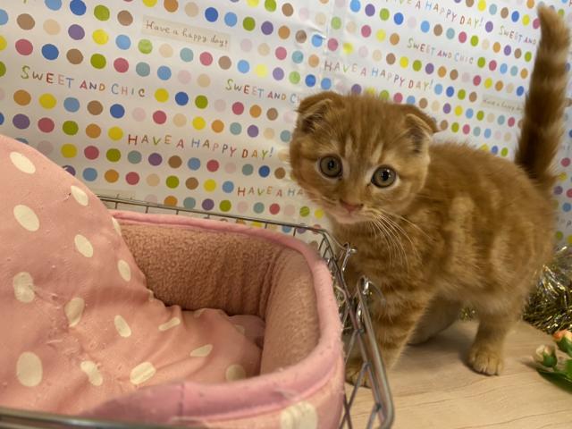 スコティッシュフォールド