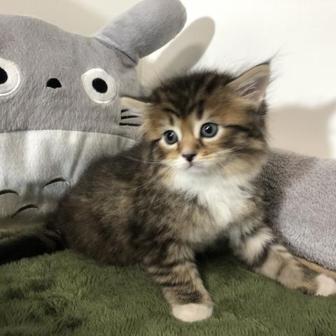 サイベリアン
