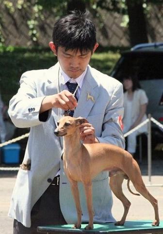 イタリアングレーハウンド専門犬舎CH・エリーの店　EVERY ONE 