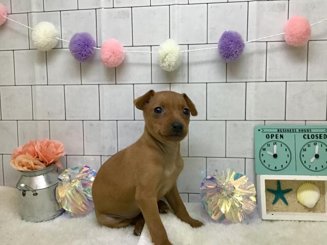 ミニチュアピンシャー