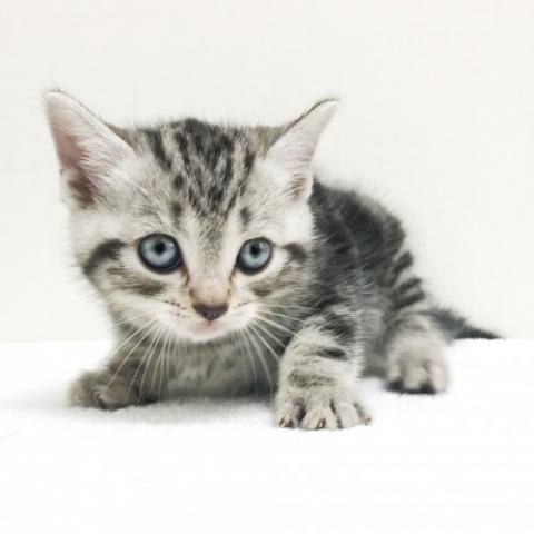 アメリカンショートヘアー