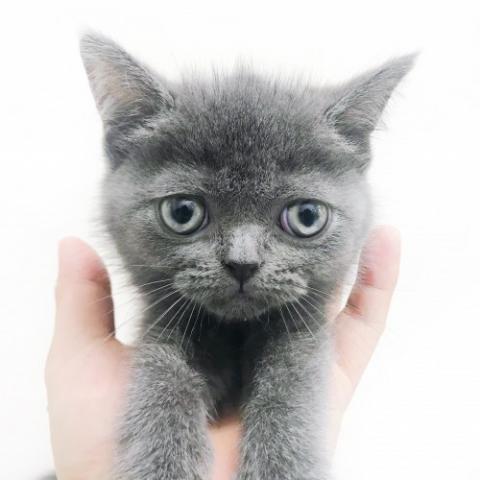 ブリティッシュショートヘア