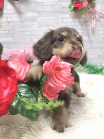 ミニチュアダックスフンド
