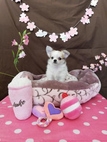 チワワ（ロングコート）