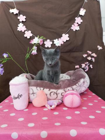 ロシアンブルー