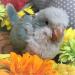 オキナインコ