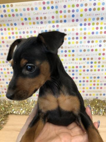 ミニチュアピンシャー