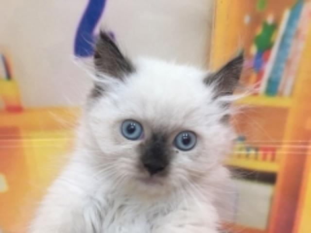 ペルシャ・ヒマラヤン