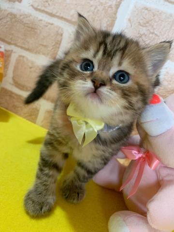 スコティッシュフォールド立ち耳