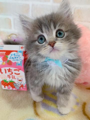 サイベリアンネコアレルギーがある方にもオススメです♪