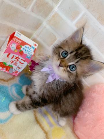 サイベリアンネコアレルギーがある方にもオススメです♪