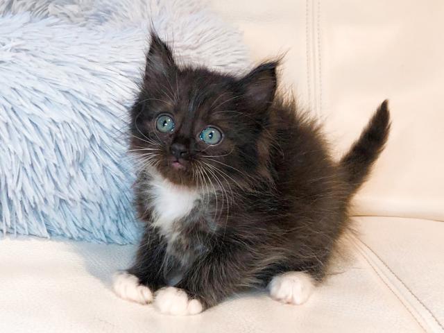 サイベリアン　コロナ対策！出張見学お届けサービス実施中！　♡希少なブラック女の子