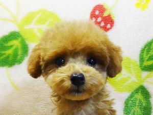 トイプードル