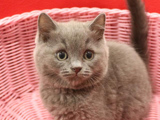 スコティッシュフォールド