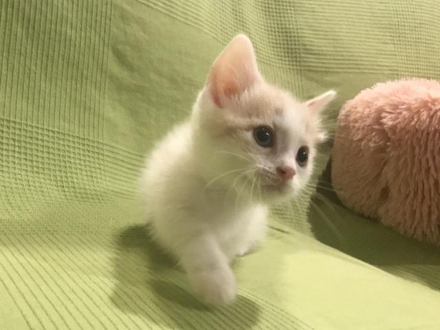 マンチカン♡超短足♡人気カラー クリームのハチワレちゃん