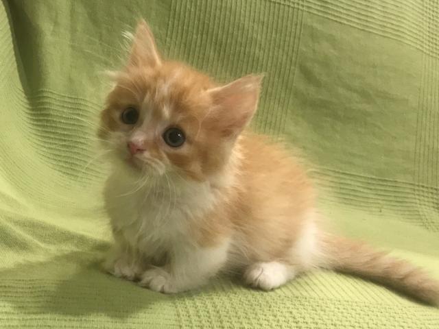 ミヌエット(旧ナポレオン) 週末セール❣️注目の短足モフモフ♡