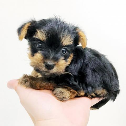 ヨークシャーテリア