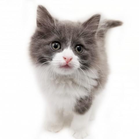 ノルウェージャンフォレストキャット