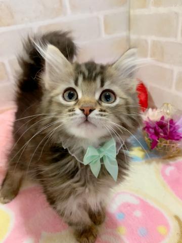 サイベリアンネコアレルギーがある方にもオススメです♪