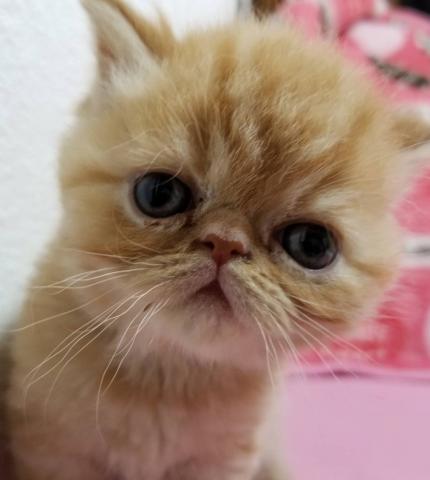 エキゾチックショートヘアー
