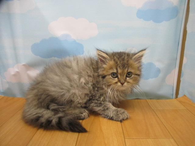 ペルシャ・ヒマラヤン