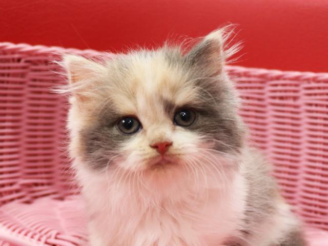 スコティッシュフォールド