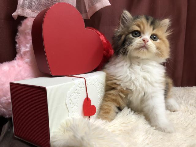 スコティッシュフォールド