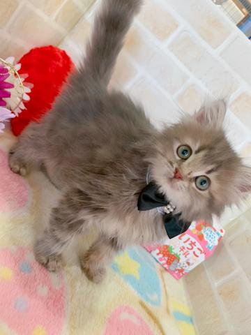 サイベリアンネコアレルギーがある方にもオススメです♪