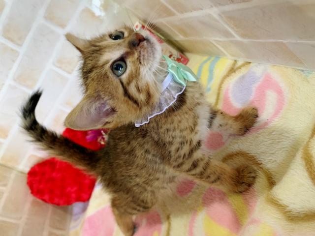 ベンガル
