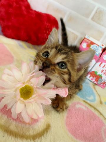 ベンガル