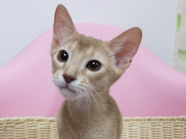 アビシニアン