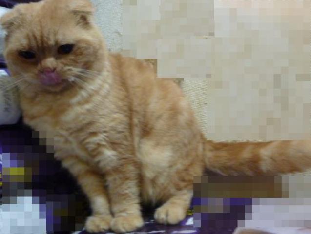 スコティッシュフォールド