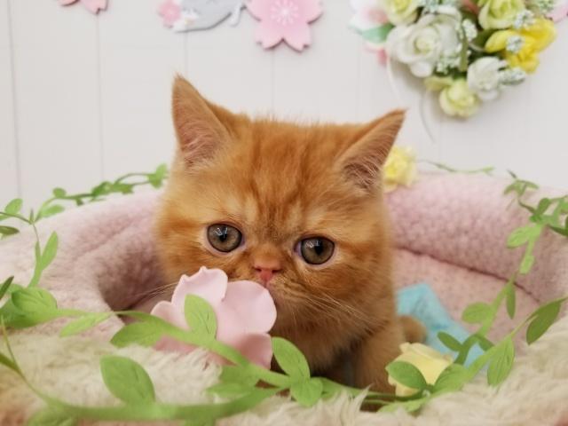 エキゾチックショートヘアー