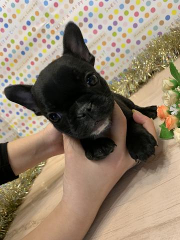 フレンチブルドッグ