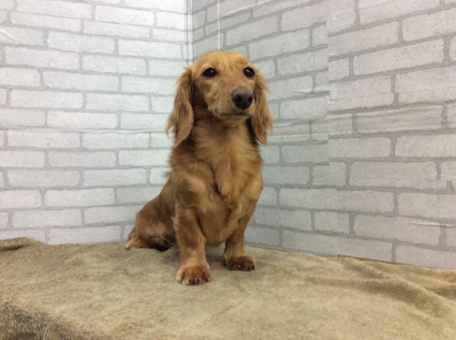 ミニチュアダックスフンド