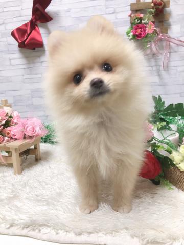 ポメラニアン