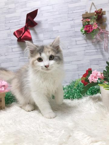 ノルウェージャンフォレストキャット