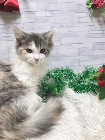 ノルウェージャンフォレストキャット