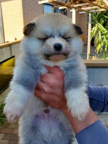 秋田犬