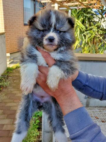 秋田犬