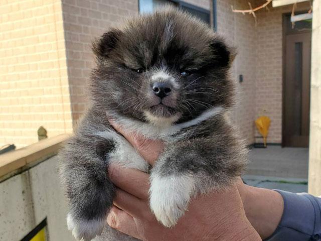 秋田犬