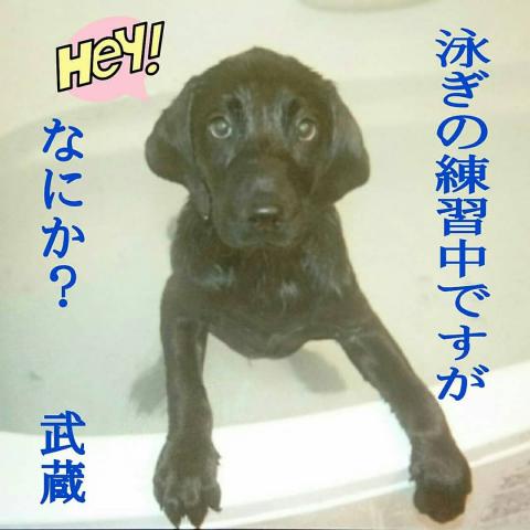 新しいお家での兄弟犬たち