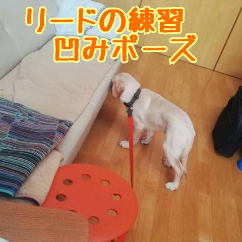 新しいお家での兄弟犬たち